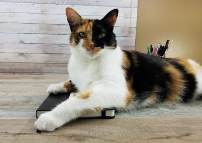 Pounce the Cat